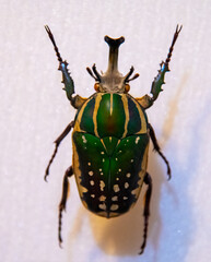 beetle