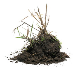 Wheat stubble with soil, mowed and harvested crops, grains with dirt isolated on white 