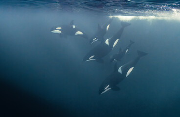 Killer whales swimming in the ocean