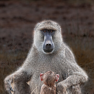 Beautiful Baboon Monkey Looking At The Camera Holding Its Baby