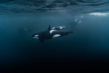 Crédence de cuisine en verre imprimé Orca Scenic view of the beautiful baby orca in the ocean