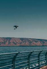 view from sea of galilee with beard