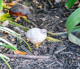 quail on ground