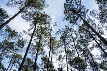 Pine trees forest view