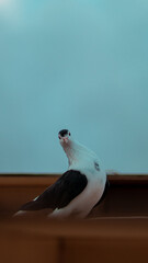 pigeon on the roof