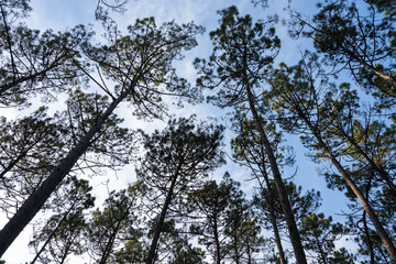 Pine trees forest view