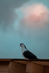 pigeon on the roof