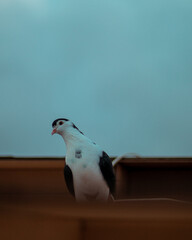 pigeon on the roof