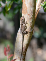 lizard on a tree