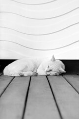 lying sleeping cat black and white lines textured