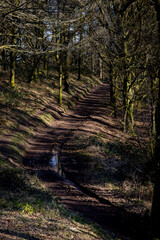 the forest paths of clent