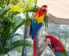 red and yellow macaw