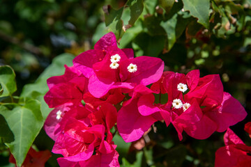 red and white orchid