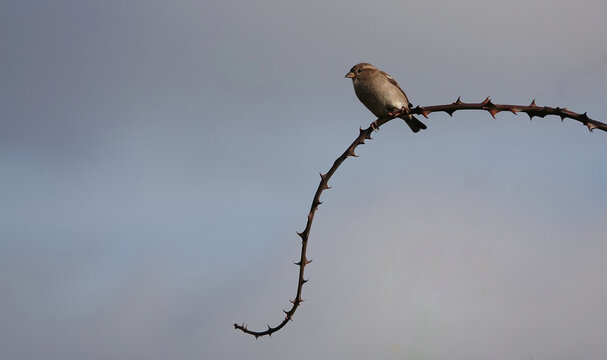 Female house sparrow perched on a bramble