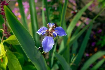 blue iris flower