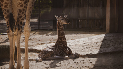 Baby giraffe sitting