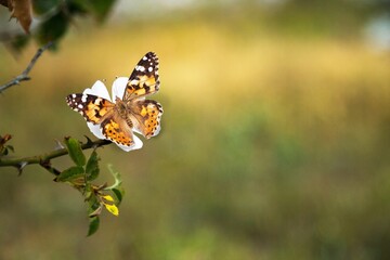 Beautiful nature of colored butterfly on fresh flower.