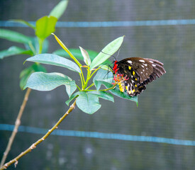 butterfly on a leaf