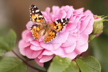 Naklejka na ściany i meble Beautiful nature of colored butterfly on fresh flower.