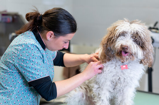 : Young woman dog groomer removing knots on a Spanish water dog hair