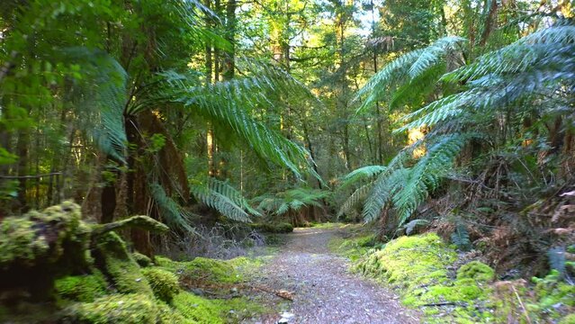 Forest walking trail. Hiking path in jungle of Australia Tasmania