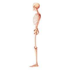 Skeleton Human dorsal side view with armless pose. Realistic medical flat natural color concept Vector illustration didactic board of anatomy isolated on white background for books, site, presentation