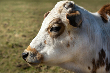 Close up of the head of a young white zebu, viewed from the side against a green background - obrazy, fototapety, plakaty