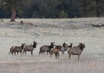 Winter Elk