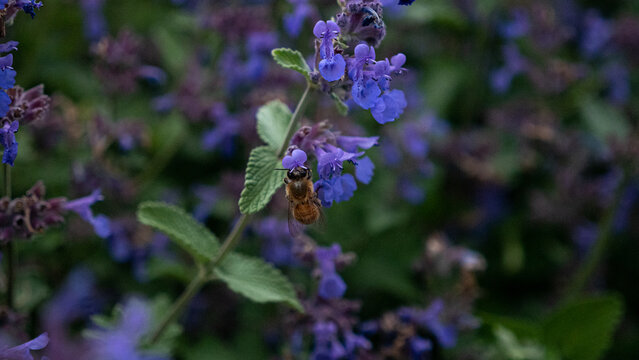Selective focus shot of a bee on a flowering plant called Nepeta