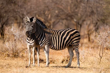Fotobehang Closeup shot of zebras in a zoo park © Optical Noise/Wirestock