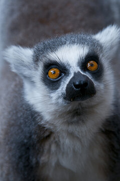Vertical shot of the face of a Subfossil lemur