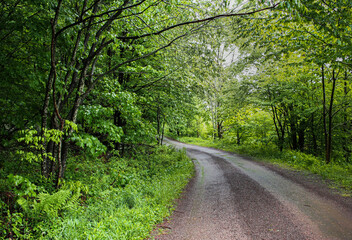 Obraz premium Dirt country road curving into the forest, after a rain. Catskills, New York State, US.