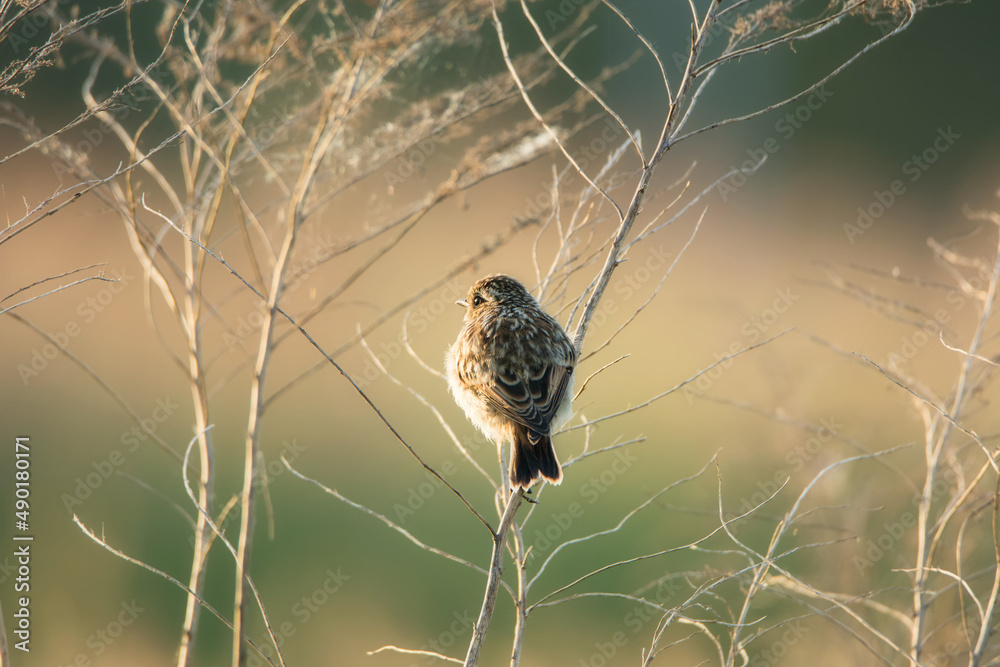 Poster cute whinchat bird perched on a tree branch