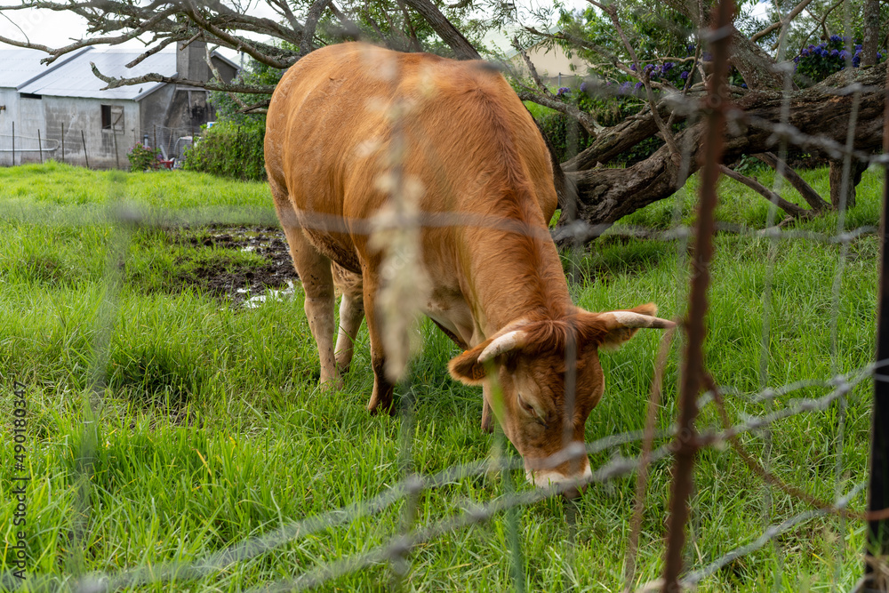 Sticker Brown cow grazing in the grass in the green field