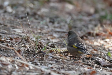 oriental green finch on th ground