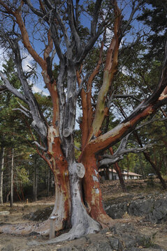 Vertical shot of a Madrona tree with branches and leaves in the park