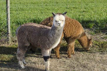 Closeup of two alpacas in an enclosure at a farm on a sunny day