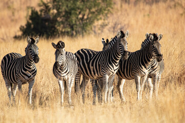Dazzle of zebras in an African steppe © Xplorer/Wirestock