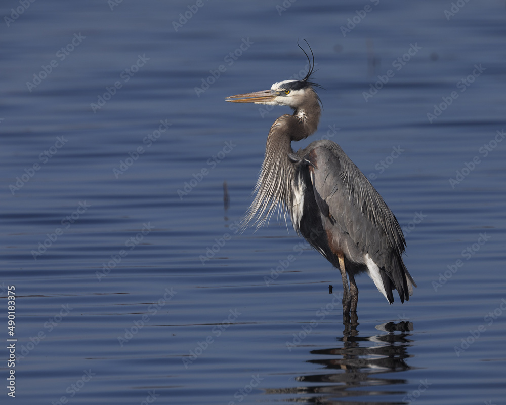 Canvas Prints Closeup of a great blue heron standing in the tranquil water