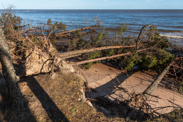 Storm broken trees on the Baltic sea coast, Kolka, Latvia.