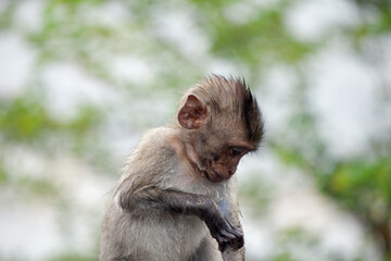 可愛いサル