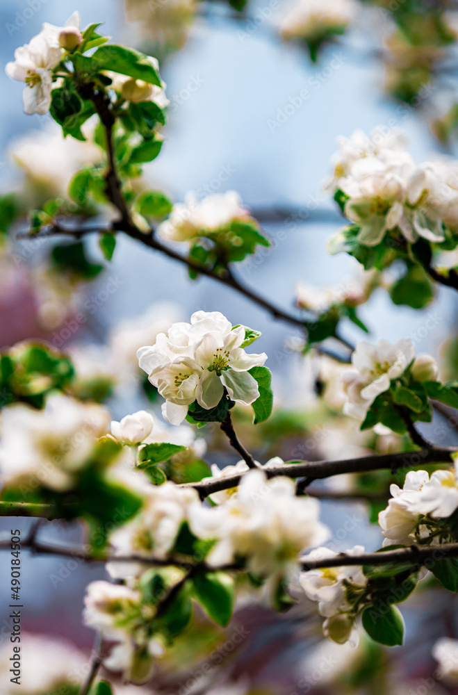 Poster Vertical shot of apple blossom flowers.