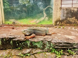 iguana on the rock,The green iguana is also known as the American iguana and belongs to the subfamily Iguanidae. is a reptile lizard in the genus Iguana in the iguana family.