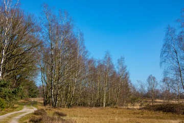 Swampland with big trees in the early spring under a blue sky. Typical landscape in the Netherlands