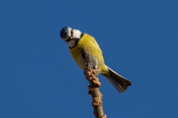 Close-up shot of a yellow and blue tit bird at the top of a tree branch © Aline Blaise/Wirestock