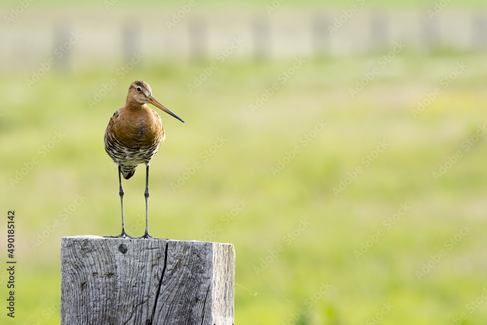 Sticker Black-tailed godwit (Limosa limosa) on a wood against a blurred background with copy space