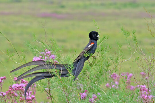 Long-tailed Widowbird male on pom-poms at Rietvlei Nature Reserve, Pretoria, South Africa