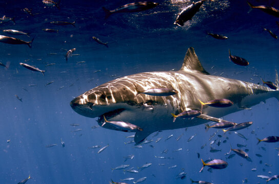 Shot Of The Beautiful Wild Great White Shark Underwater