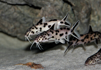 Closeup of the cuckoo catfish or pygmy leopard catfish, Synodontis petricola.