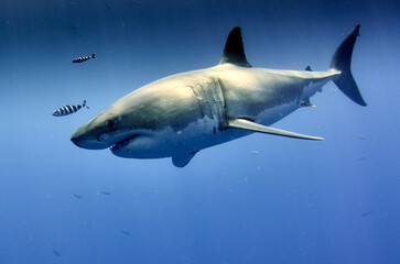 Shot of the beautiful wild great white shark underwater